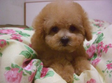 トイプードル(トイ)【大阪府・女の子・2012年8月4日・クリーム】の写真「」