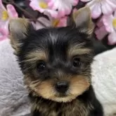 ヨークシャーテリア【大阪府・男の子・2024年3月2日・スチールブルー&タン】の写真1「緊張するね。もう少しだからね。可愛いね。」