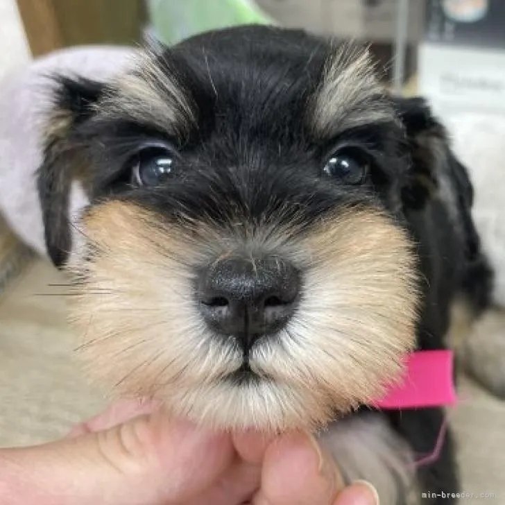 ID:2207-02866の子犬