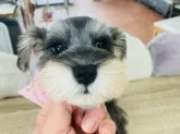 ミニチュアシュナウザー【大阪府・女の子・2023年3月30日・ソルト&ペッパー】の写真2
