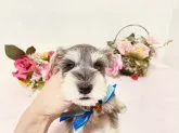 ミニチュアシュナウザー【大阪府・男の子・2020年10月26日・ソルト&ペッパー】の写真3