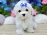マルチーズ【大阪府・男の子・2024年3月13日・ホワイト】の写真4「楽しい子ですよ。」