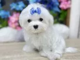 マルチーズ【大阪府・男の子・2024年3月13日・ホワイト】の写真5「会いに来てくださいね。」