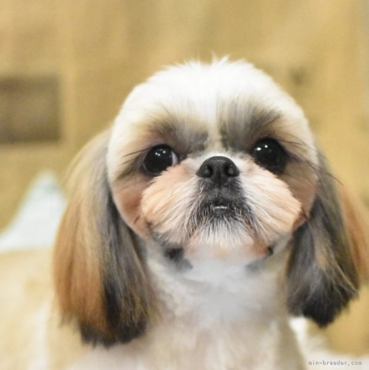犬の眼病カラーアトラス [大型本] メアリー・B.グレーズ; ケリー・L.ケトリング child_img_1_e80024b1a4d9.jpg