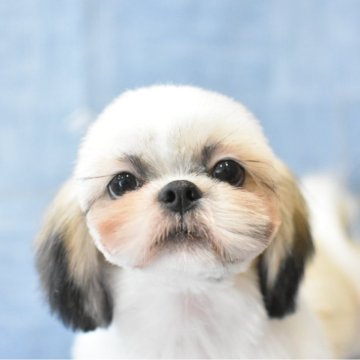 シーズー【千葉県・男の子・2025年4月2日・ゴールドアンドホワイト】の写真「可愛いポテポテコロコロくん」