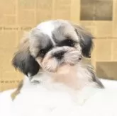 シーズー