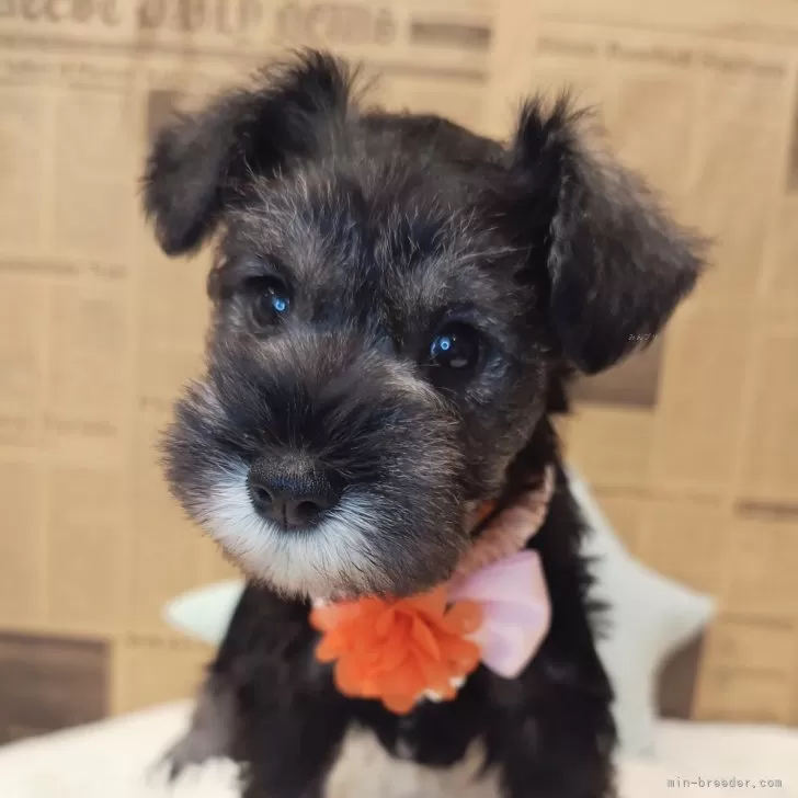 ID：2407-02183の子犬