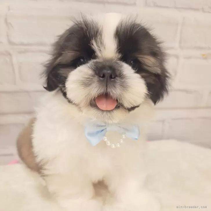 ID：2404-05599の子犬