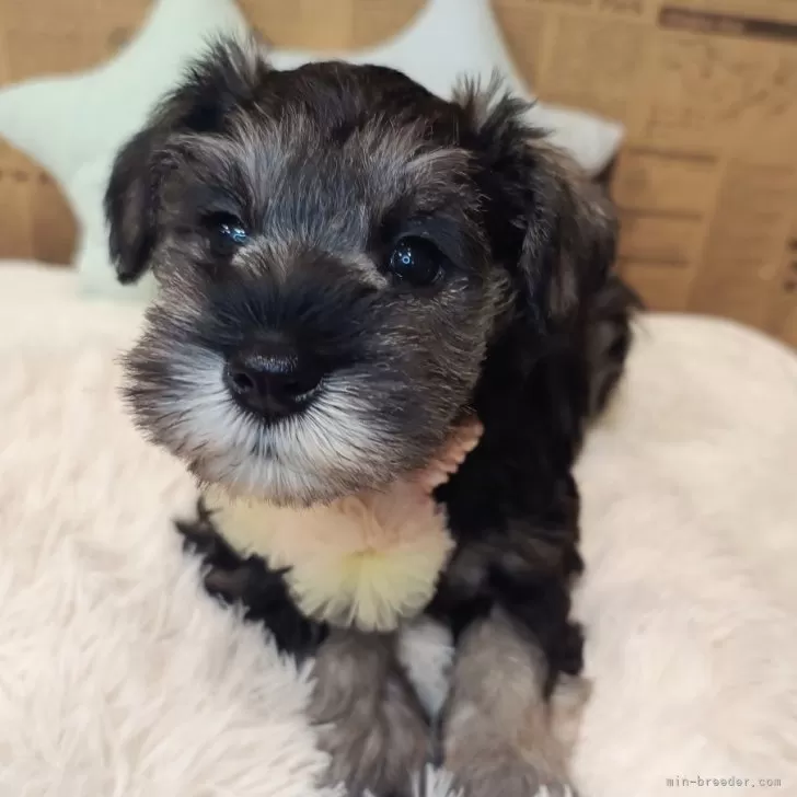ID：2407-02185の子犬