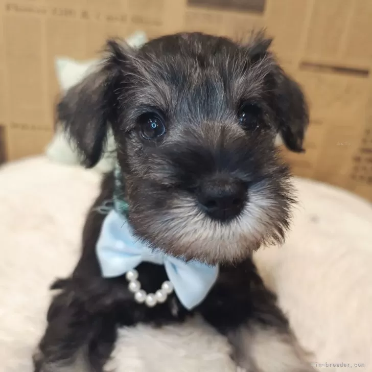 ID:2407-02189の子犬