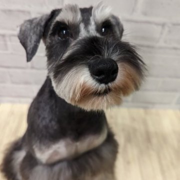 ミニチュアシュナウザー【千葉県・男の子・2022年4月19日・ソルトアンドペッパー】の写真「とっても甘えんぼな男の子です。」