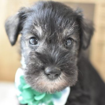 ミニチュアシュナウザー【千葉県・男の子・2023年10月31日・ソルト&ペッパー】の写真「ハロウィン生まれ🎃断尾していないナチュラル尻尾」