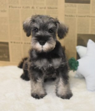 ミニチュアシュナウザー【千葉県・男の子・2021年5月3日・ソルトアンドペッパー】の写真「甘えんぼな男の子❤️両親遺伝子検査済です！」