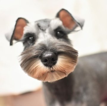 ミニチュアシュナウザー【千葉県・女の子・2023年4月28日・ソルト&ペッパー】の写真「甘え上手な可愛い女の子！断尾してません。」