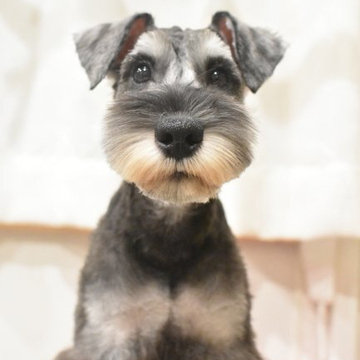 ミニチュアシュナウザー【千葉県・男の子・2022年4月19日・ソルトアンドペッパー】の写真「仔犬ワクチンプログラム完了。すぐお散歩に行けます！」