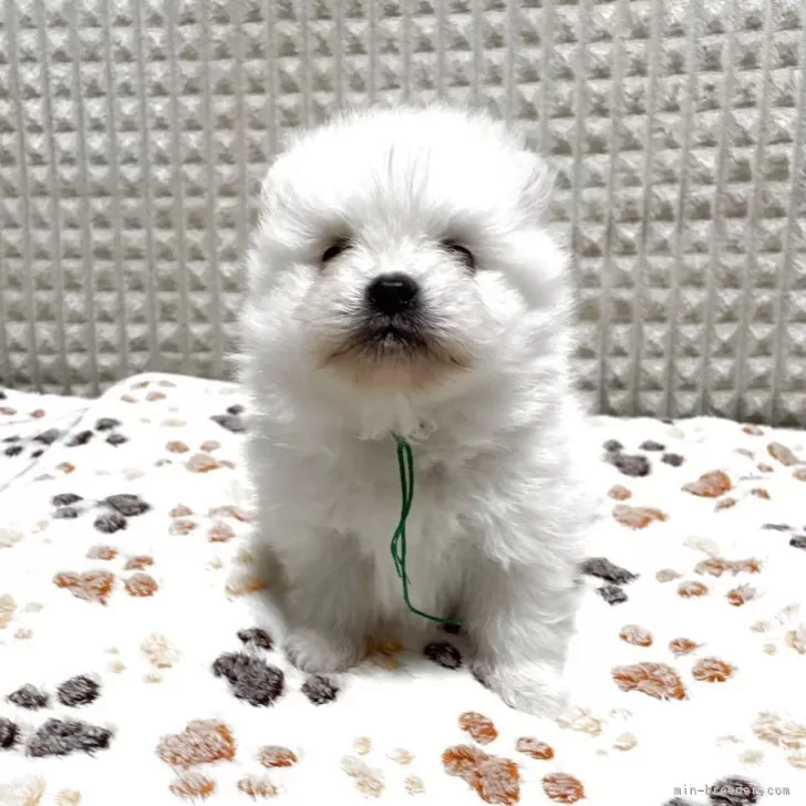 ID：2504-01775の子犬