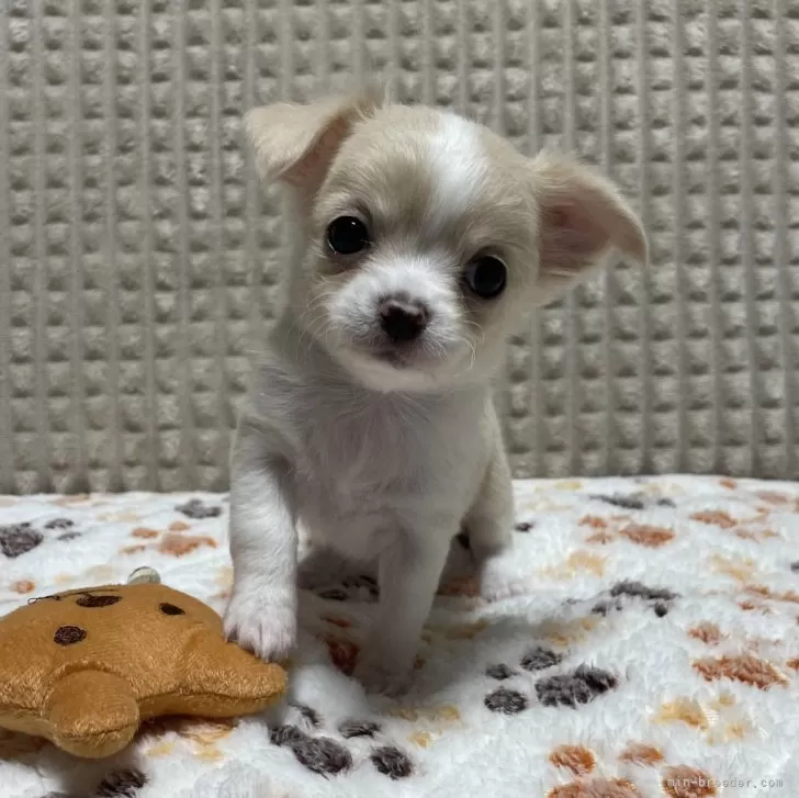 まぁくん 様のお迎えした子犬