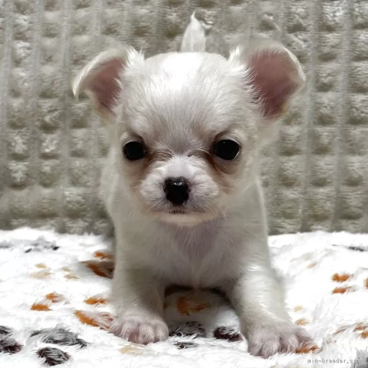 チワワ(ロング)【大阪府・男の子・2025年6月9日・ホワイト&amp;クリーム】の写真1