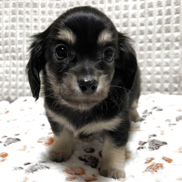 チワックス(チワワ×ダックスフンド)【大阪府・女の子・2025年11月3日・ブラッククリーム】の写真「⭐️ダックス似のお姫さま⭐️」