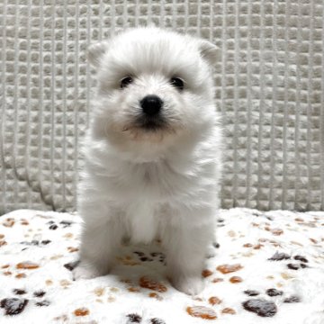 ポメラニアン【大阪府・男の子・2025年11月3日・クリーム】の写真「⭐️活発で優しいイケメン君⭐️」