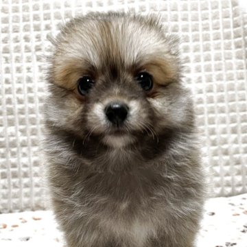 ポメチワ(チワワ×ポメラニアン)【大阪府・女の子・2025年9月26日・オレンジセーブル】の写真「⭐️ほぼポメラニアンのモコモコプリンセス⭐️」