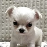 チワワ(ロング)