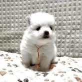 ポメラニアン