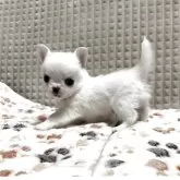 チワワ(ロング)