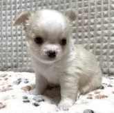 チワワ(ロング)【大阪府・男の子・2025年8月6日・ホワイト&クリーム】の写真3