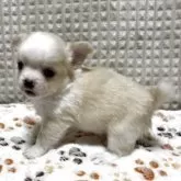 チワワ(ロング)【大阪府・男の子・2025年8月6日・ホワイト&クリーム】の写真5