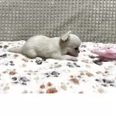 チワワ(ロング)【大阪府・男の子・2025年6月9日・ホワイト&クリーム】の写真5