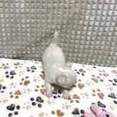 チワワ(ロング)【大阪府・男の子・2025年6月9日・ホワイト&クリーム】の写真6