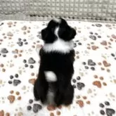 チワワ(ロング)【大阪府・男の子・2025年8月6日・ブラックタン&ホワイト】の写真7