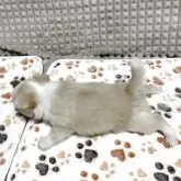 チワワ(ロング)【大阪府・男の子・2025年8月6日・ホワイト&クリーム】の写真7