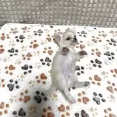 チワワ(ロング)【大阪府・男の子・2025年6月9日・ホワイト&クリーム】の写真8