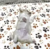 チワワ(ロング)【大阪府・男の子・2025年8月6日・ホワイト&クリーム】の写真8