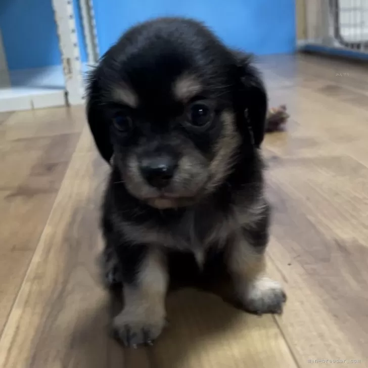 ID:2410-04750の子犬