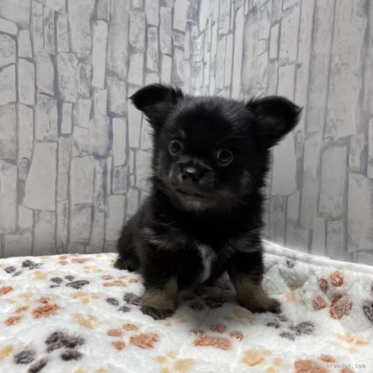 ID:2407-01696の子犬