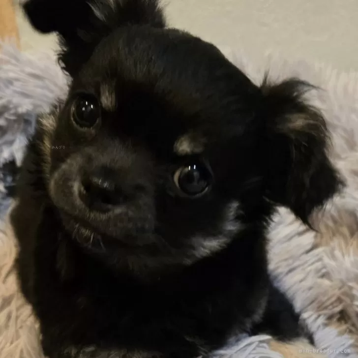 ID:2502-00749の子犬