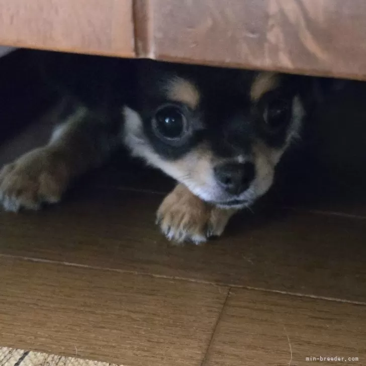 K.K 様のお迎えした子犬