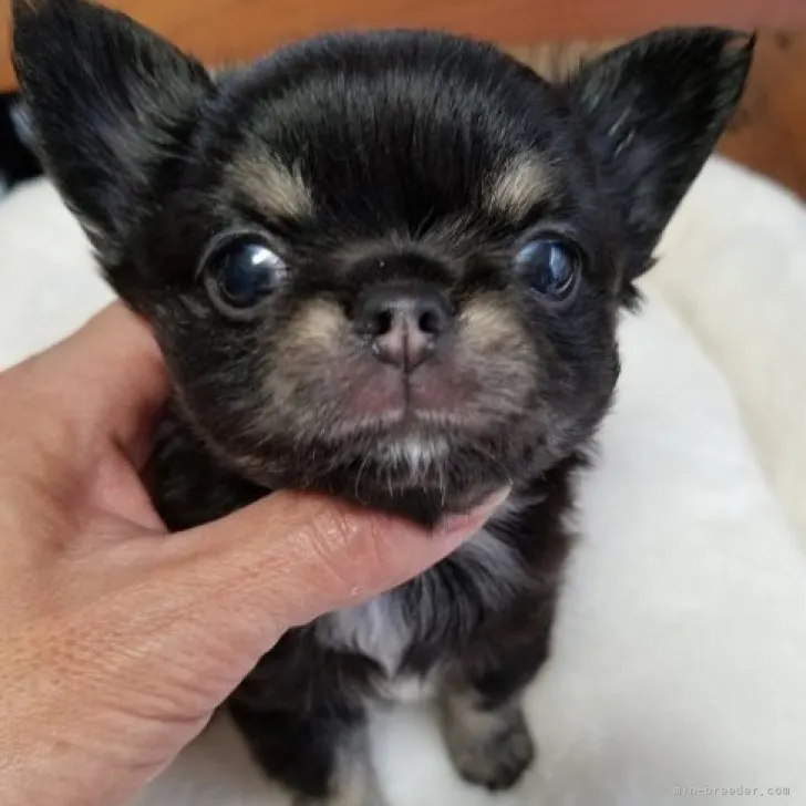 ID:2305-05387の子犬