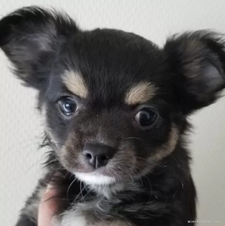 ID:2311-04441の子犬