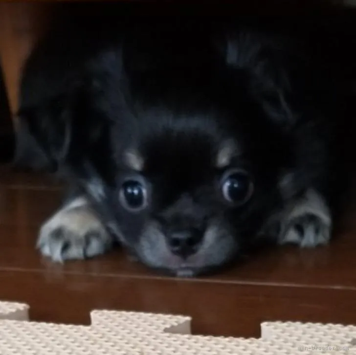 sada 様のお迎えした子犬