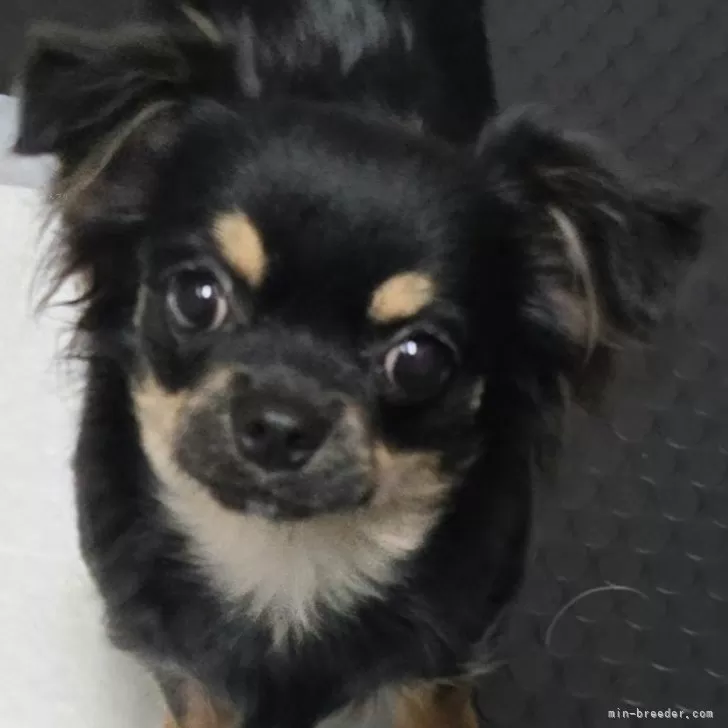 ID：2405-02188の子犬