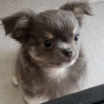 チワワ(ロング)【滋賀県・女の子・2023年11月3日・ブルータン】の写真「神秘的なキレイなカラーの女の子♀本日掲載販売終了日」