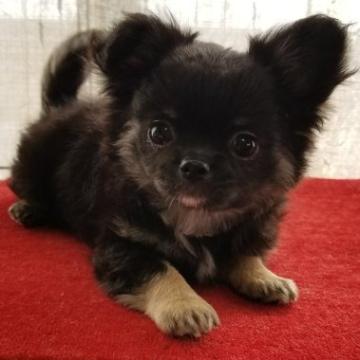 チワワ(ロング)【滋賀県・男の子・2022年9月11日・ブラックタン】の写真「活発でとても元気なモフモフ短足くん」