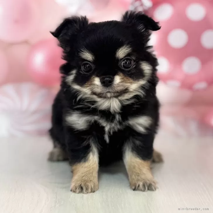 ID：2501-01209の子犬