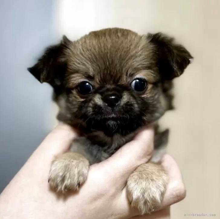 ID:2504-01293の子犬