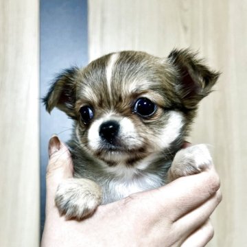 チワワ(ロング)【岐阜県・男の子・2025年2月22日・フォーン&ホワイト】の写真「社交的な3兄弟❣️すぐに寄って来て甘えん坊。」