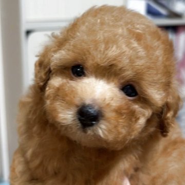 トイプードル(タイニー)【岐阜県・女の子・2025年8月22日・レッドフォーン(レッド)】の写真「小降りの女の子」